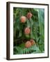 Tropical Litchi Fruit on Tree, Reunion Island, French Overseas Territory-Cindy Miller Hopkins-Framed Photographic Print