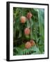 Tropical Litchi Fruit on Tree, Reunion Island, French Overseas Territory-Cindy Miller Hopkins-Framed Photographic Print