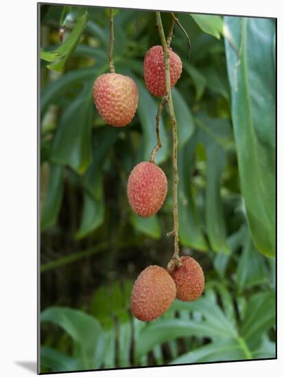 Tropical Litchi Fruit on Tree, Reunion Island, French Overseas Territory-Cindy Miller Hopkins-Mounted Photographic Print