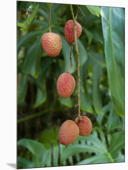 Tropical Litchi Fruit on Tree, Reunion Island, French Overseas Territory-Cindy Miller Hopkins-Mounted Photographic Print