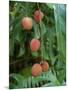 Tropical Litchi Fruit on Tree, Reunion Island, French Overseas Territory-Cindy Miller Hopkins-Mounted Photographic Print