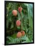 Tropical Litchi Fruit on Tree, Reunion Island, French Overseas Territory-Cindy Miller Hopkins-Framed Photographic Print