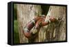 Tropical Milk Snake-null-Framed Stretched Canvas