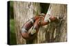 Tropical Milk Snake-null-Stretched Canvas