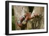 Tropical Milk Snake-null-Framed Premium Photographic Print