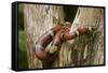 Tropical Milk Snake-null-Framed Stretched Canvas