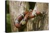 Tropical Milk Snake-null-Stretched Canvas