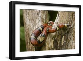 Tropical Milk Snake-null-Framed Photographic Print