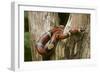 Tropical Milk Snake-null-Framed Photographic Print