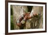 Tropical Milk Snake-null-Framed Photographic Print