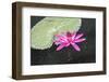 Tropical Night-Flowering Waterlily, Usa-Lisa S. Engelbrecht-Framed Photographic Print