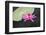 Tropical Night-Flowering Waterlily, Usa-Lisa S. Engelbrecht-Framed Photographic Print