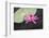 Tropical Night-Flowering Waterlily, Usa-Lisa S. Engelbrecht-Framed Photographic Print