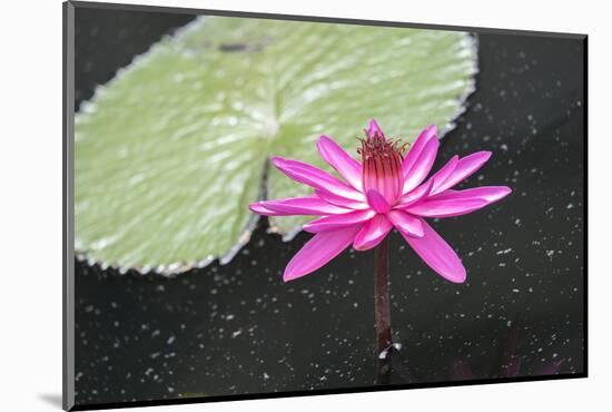 Tropical Night-Flowering Waterlily, Usa-Lisa S. Engelbrecht-Mounted Photographic Print