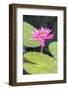 Tropical Night-Flowering Waterlily, Usa-Lisa S. Engelbrecht-Framed Photographic Print