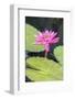 Tropical Night-Flowering Waterlily, Usa-Lisa S. Engelbrecht-Framed Photographic Print