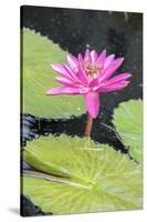 Tropical Night-Flowering Waterlily, Usa-Lisa S. Engelbrecht-Stretched Canvas