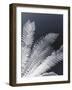 Tropical Palm Duo-Ella Lancaster-Framed Giclee Print