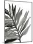 Tropical Palm III BW-Chris Paschke-Mounted Art Print