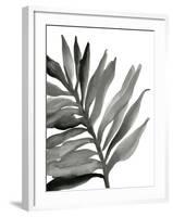 Tropical Palm III BW-Chris Paschke-Framed Art Print