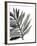 Tropical Palm III BW-Chris Paschke-Framed Art Print