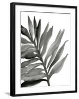 Tropical Palm III BW-Chris Paschke-Framed Art Print