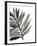 Tropical Palm III BW-Chris Paschke-Framed Art Print