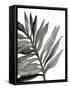 Tropical Palm III BW-Chris Paschke-Framed Stretched Canvas