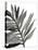 Tropical Palm III BW-Chris Paschke-Stretched Canvas