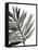 Tropical Palm III BW-Chris Paschke-Framed Stretched Canvas