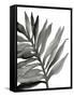 Tropical Palm III BW-Chris Paschke-Framed Stretched Canvas