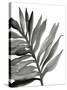 Tropical Palm III BW-Chris Paschke-Stretched Canvas