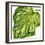 Tropical Palm III-Melonie Miller-Framed Art Print