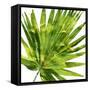 Tropical Palm IV-Melonie Miller-Framed Stretched Canvas