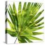 Tropical Palm IV-Melonie Miller-Stretched Canvas