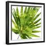 Tropical Palm IV-Melonie Miller-Framed Art Print