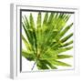 Tropical Palm IV-Melonie Miller-Framed Art Print