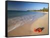 Tropical Paradise, Tabyana Beach, Roatan, Honduras-Stuart Westmorland-Framed Stretched Canvas