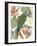 Tropical Parrot Composition I-Annie Warren-Framed Art Print