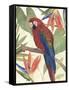 Tropical Parrot Composition II-Annie Warren-Framed Stretched Canvas