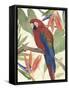Tropical Parrot Composition II-Annie Warren-Framed Stretched Canvas