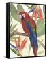 Tropical Parrot Composition II-Annie Warren-Framed Stretched Canvas