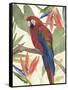 Tropical Parrot Composition II-Annie Warren-Framed Stretched Canvas