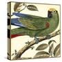 Tropical Parrot I-Martinet-Stretched Canvas