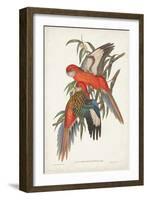 Tropical Parrots I-John Gould-Framed Art Print