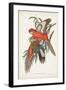 Tropical Parrots I-John Gould-Framed Art Print