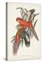 Tropical Parrots I-John Gould-Stretched Canvas