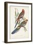 Tropical Parrots II-John Gould-Framed Art Print