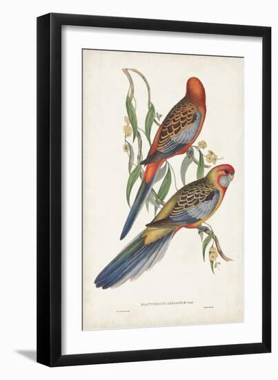 Tropical Parrots II-John Gould-Framed Art Print