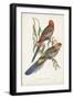 Tropical Parrots II-John Gould-Framed Art Print